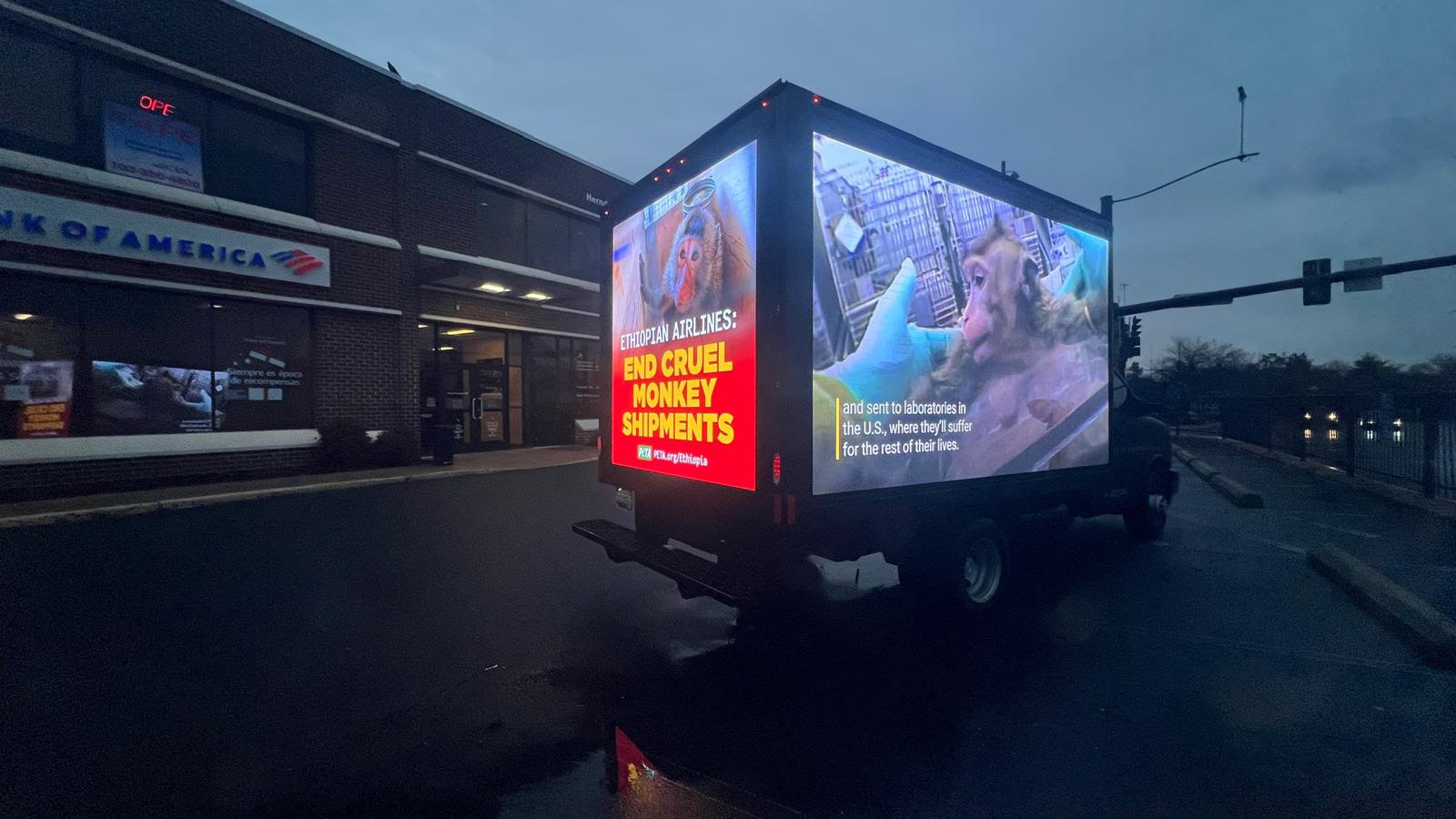 Save the monkeys campaign